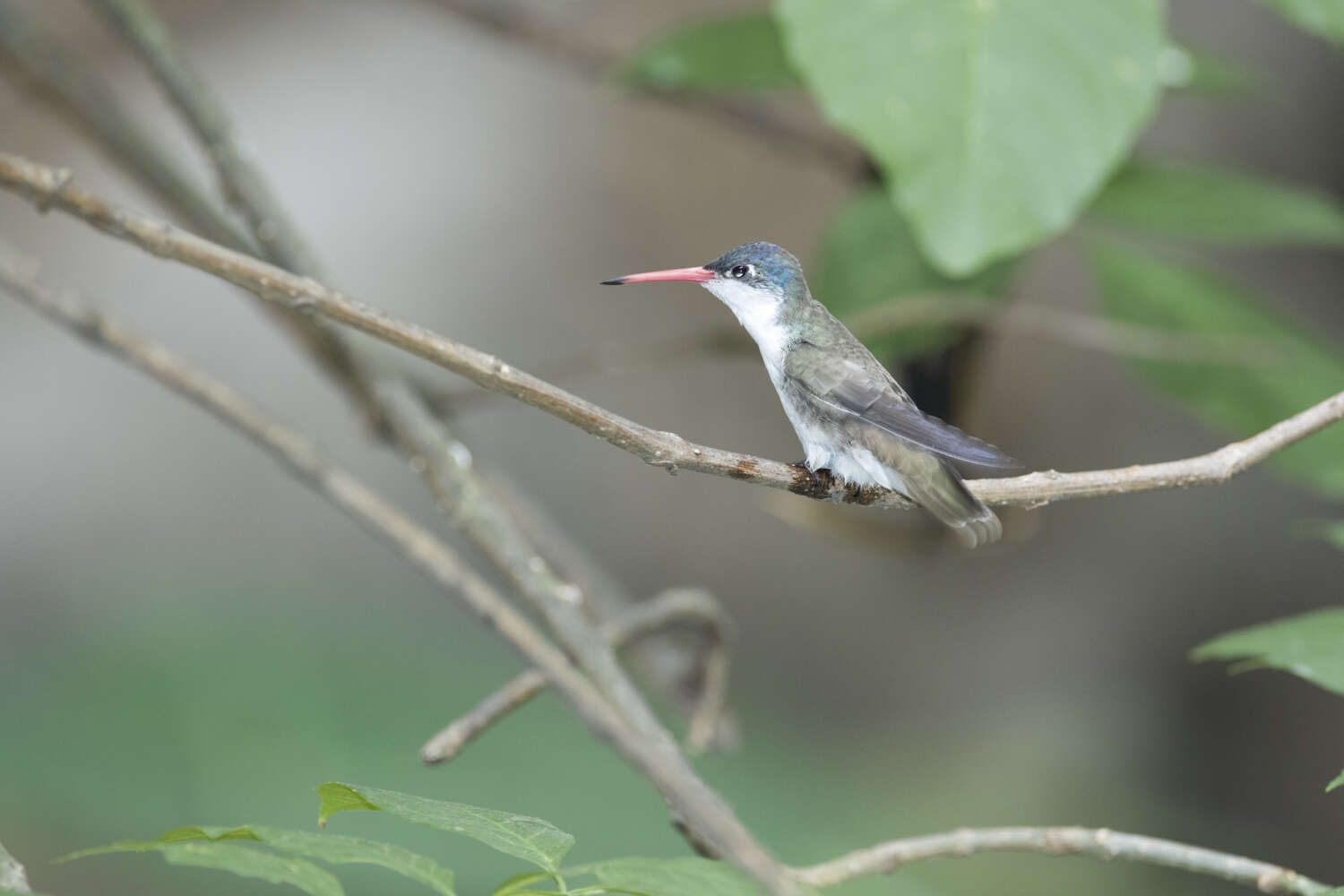 Plancia ëd Leucolia violiceps (Gould 1859)