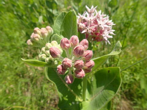 Слика од Asclepias speciosa Torr.