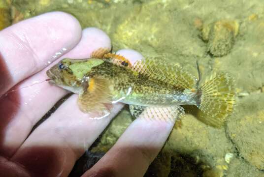 Image of Knobfin sculpin