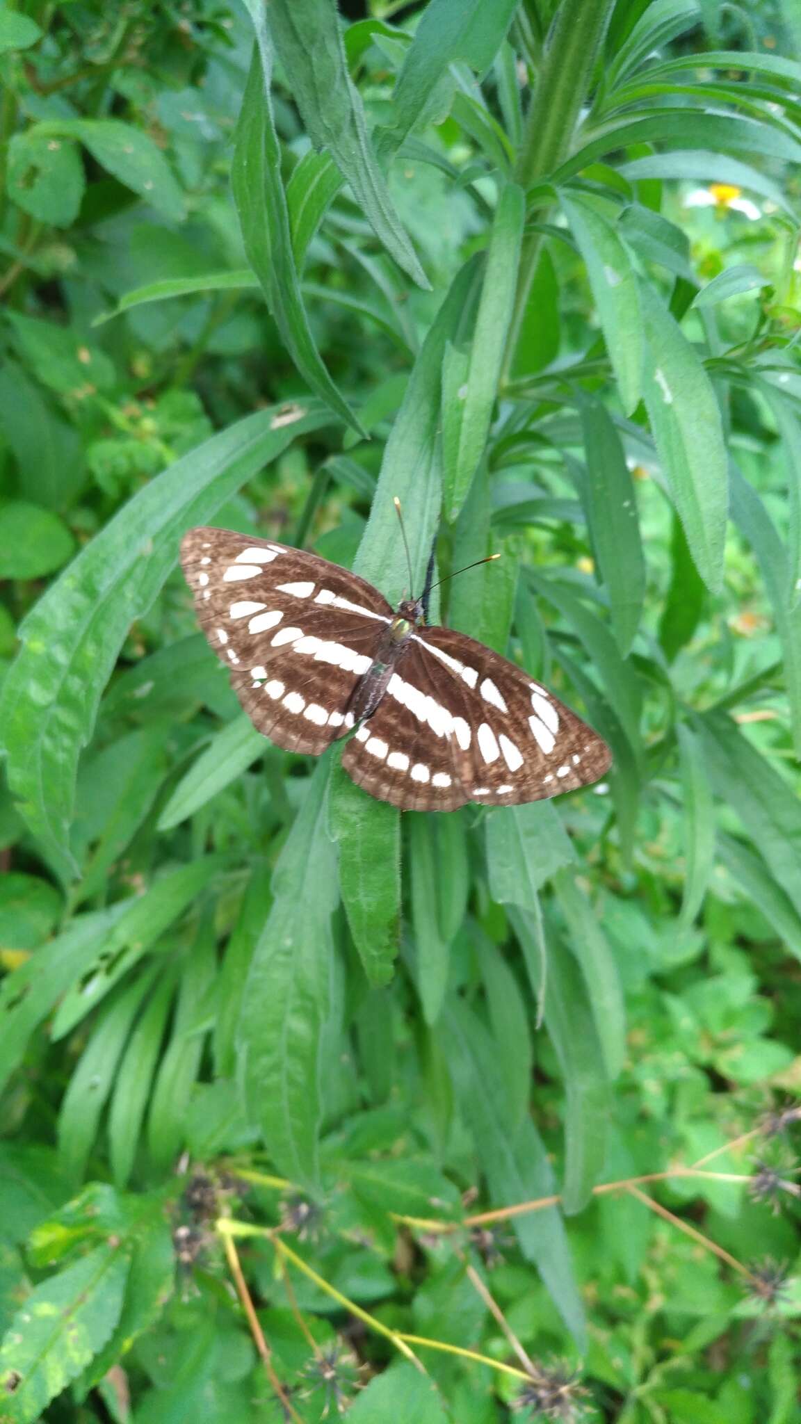 Image de Neptis hylas luculenta Fruhstorfer 1907