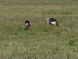 Image of East African Crowned Crane