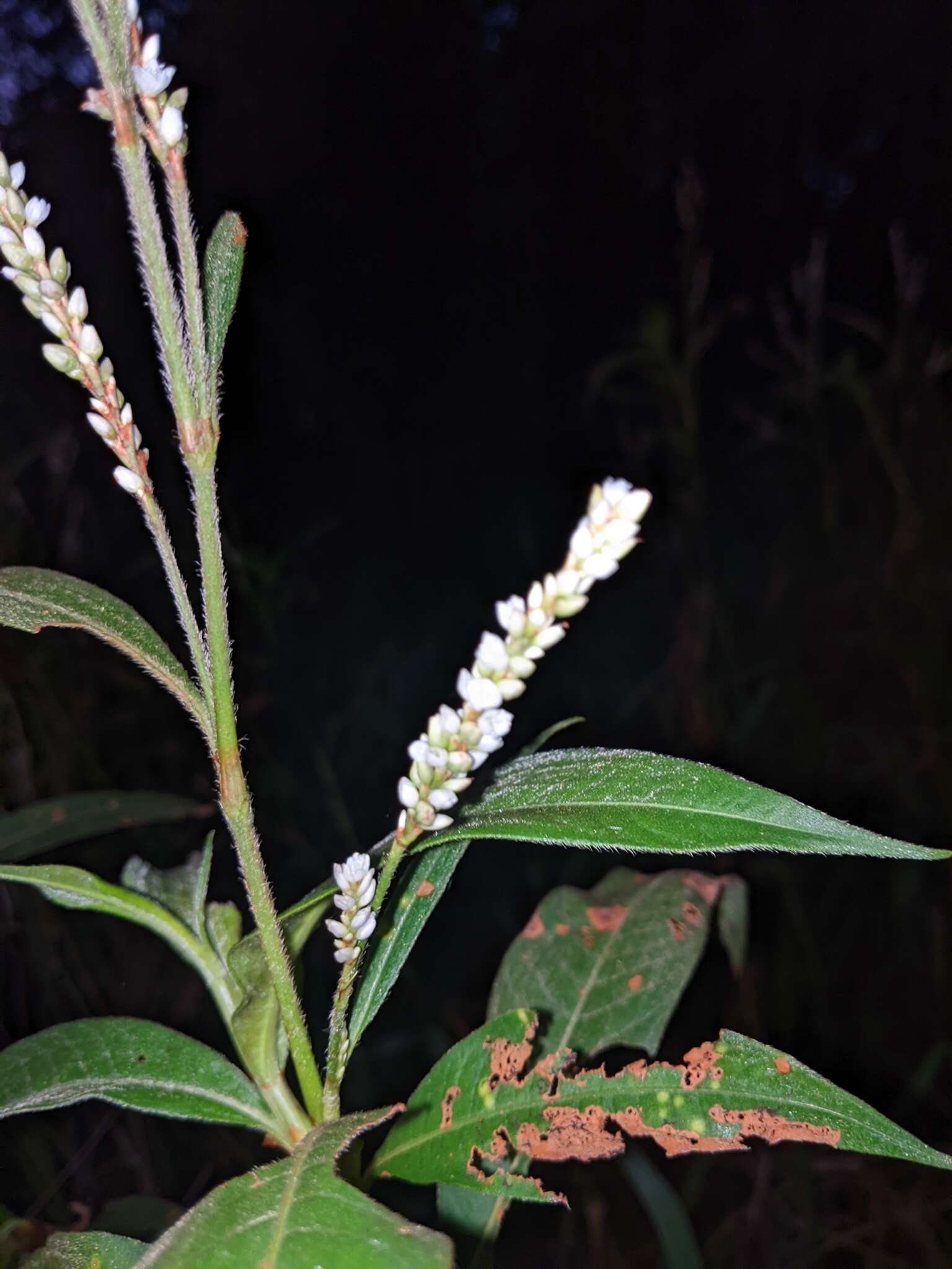 Image de Persicaria attenuata (R. Br.) Sojak