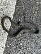 Image of Formosa Odd-scaled Snake