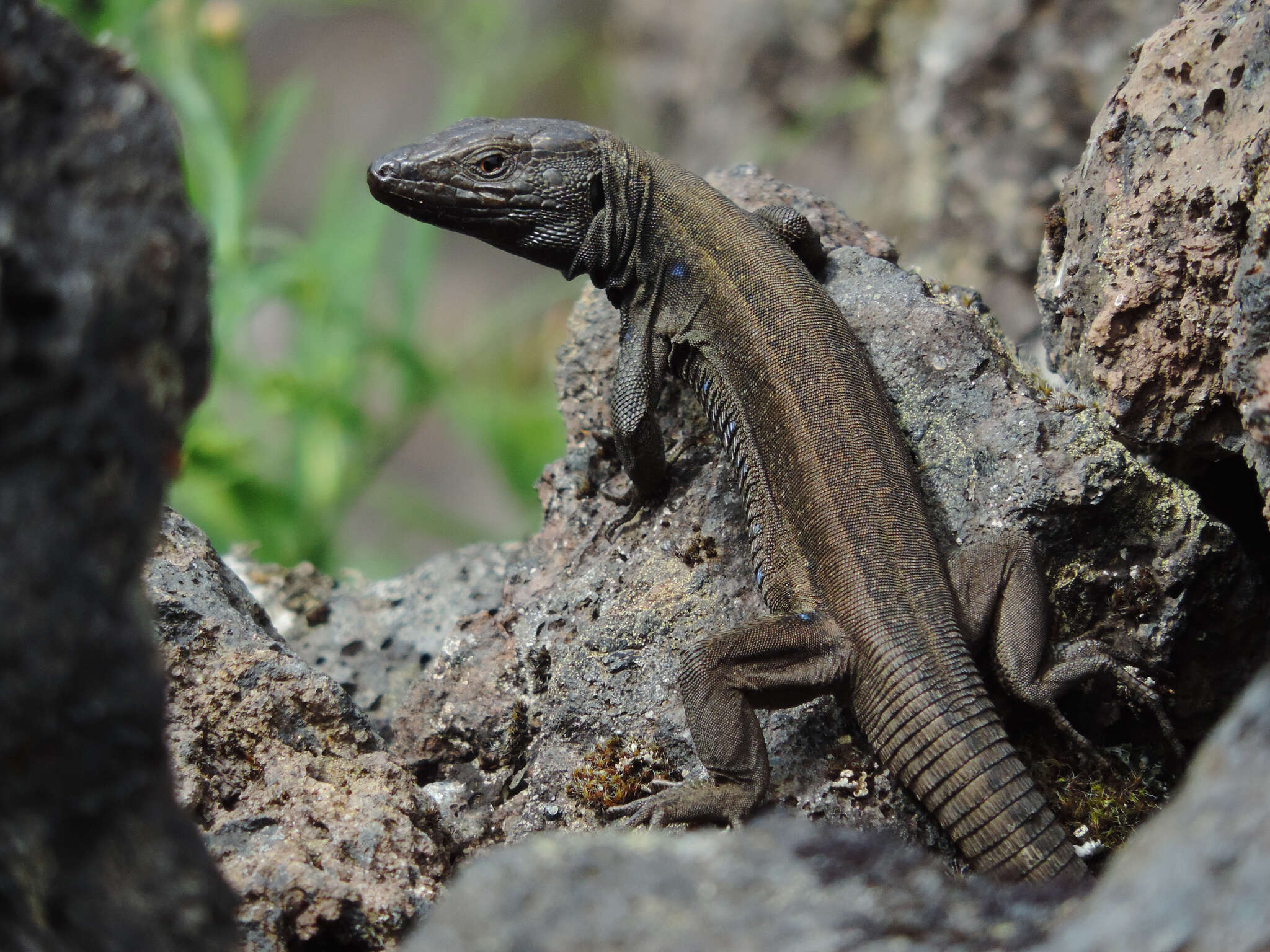 Image of Gallotia caesaris caesaris (Lehrs 1914)