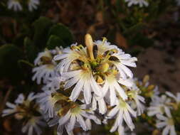 Image of Scaevola crassifolia Labill.