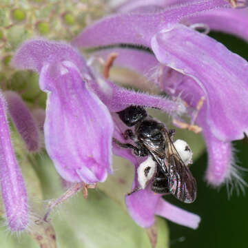 Image of Dufourea monardae (Viereck 1924)