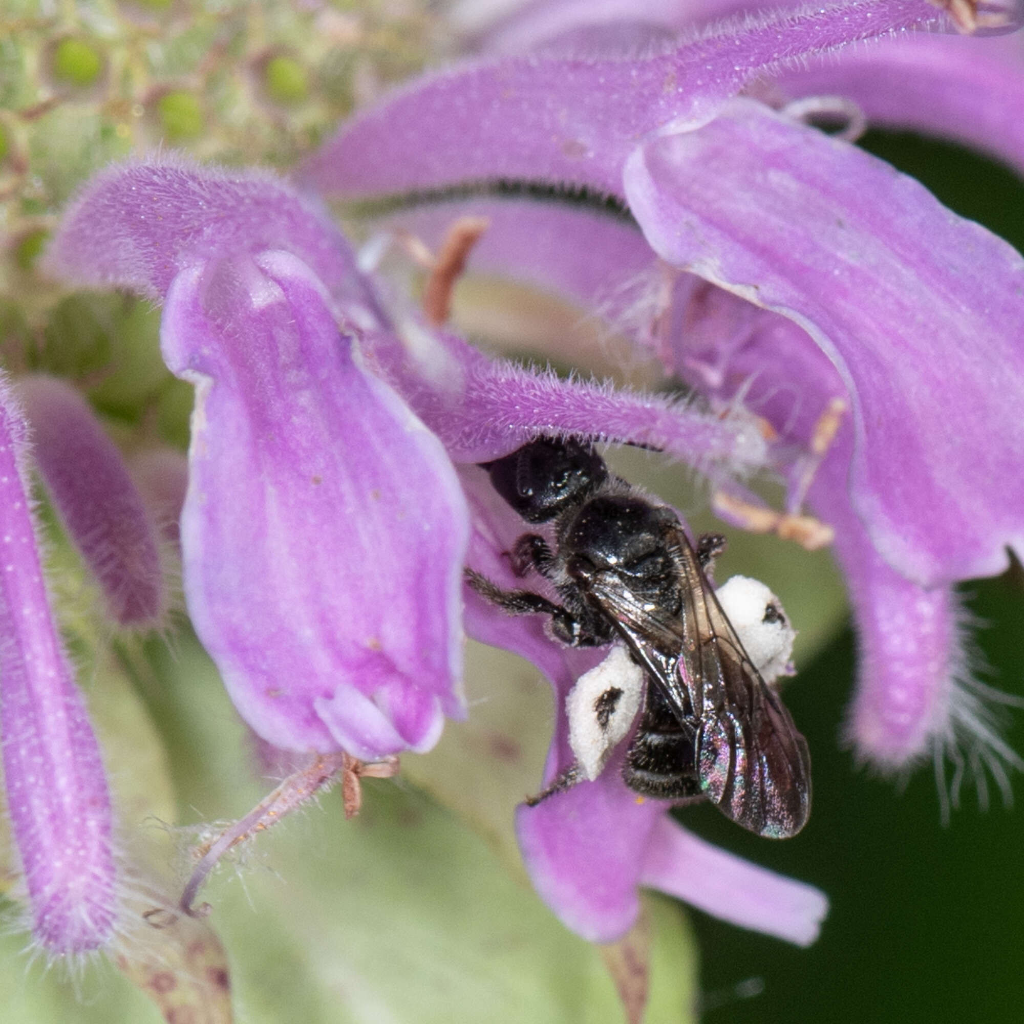 Image de Dufourea monardae (Viereck 1924)