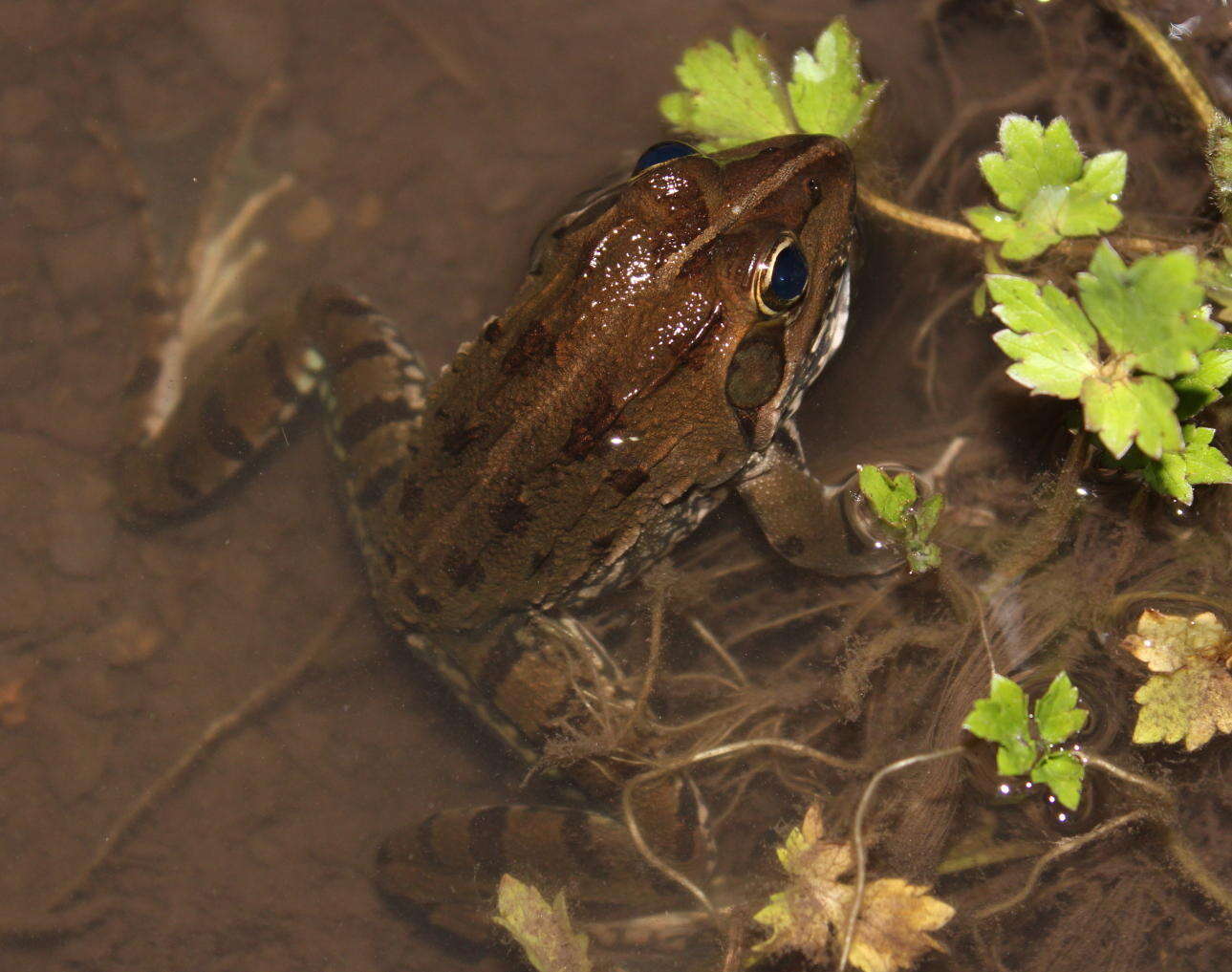 Image of Amietia poyntoni Channing & Baptista 2013