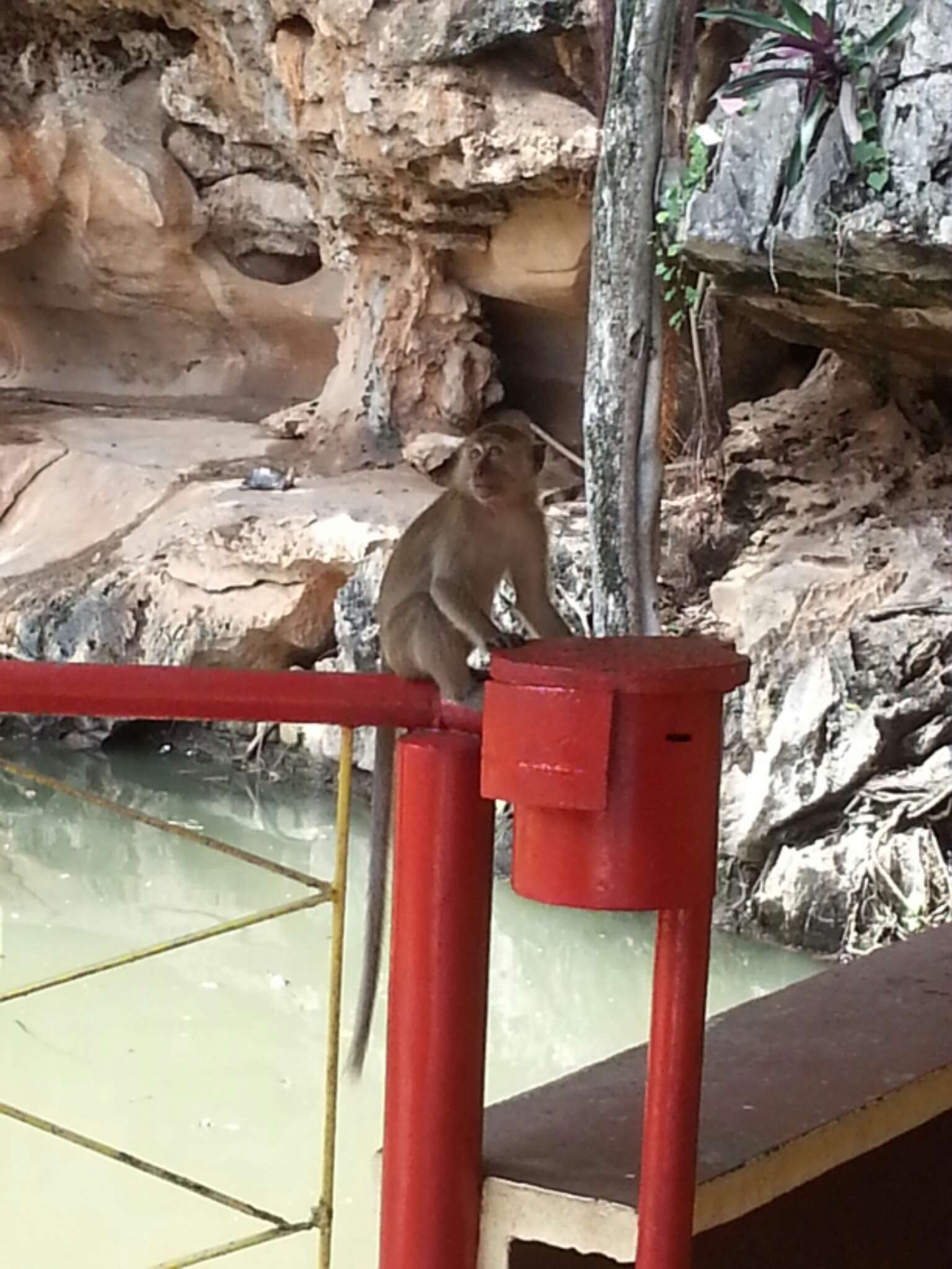 Image of Long-tailed Macaque