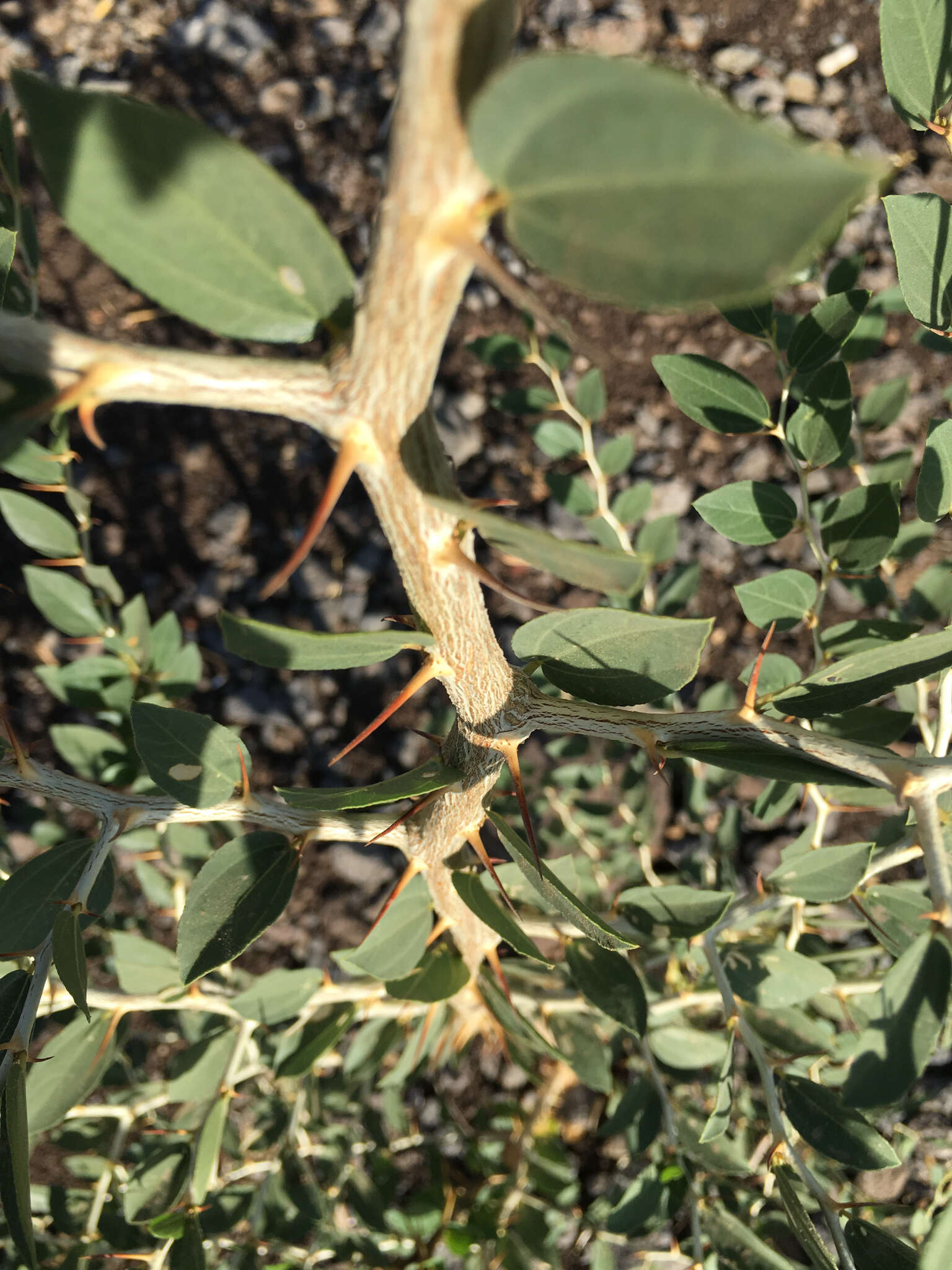 Plancia ëd Ziziphus lotus (L.) Lam.