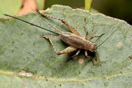 صورة Eurepa marginipennis (White & A. 1841)