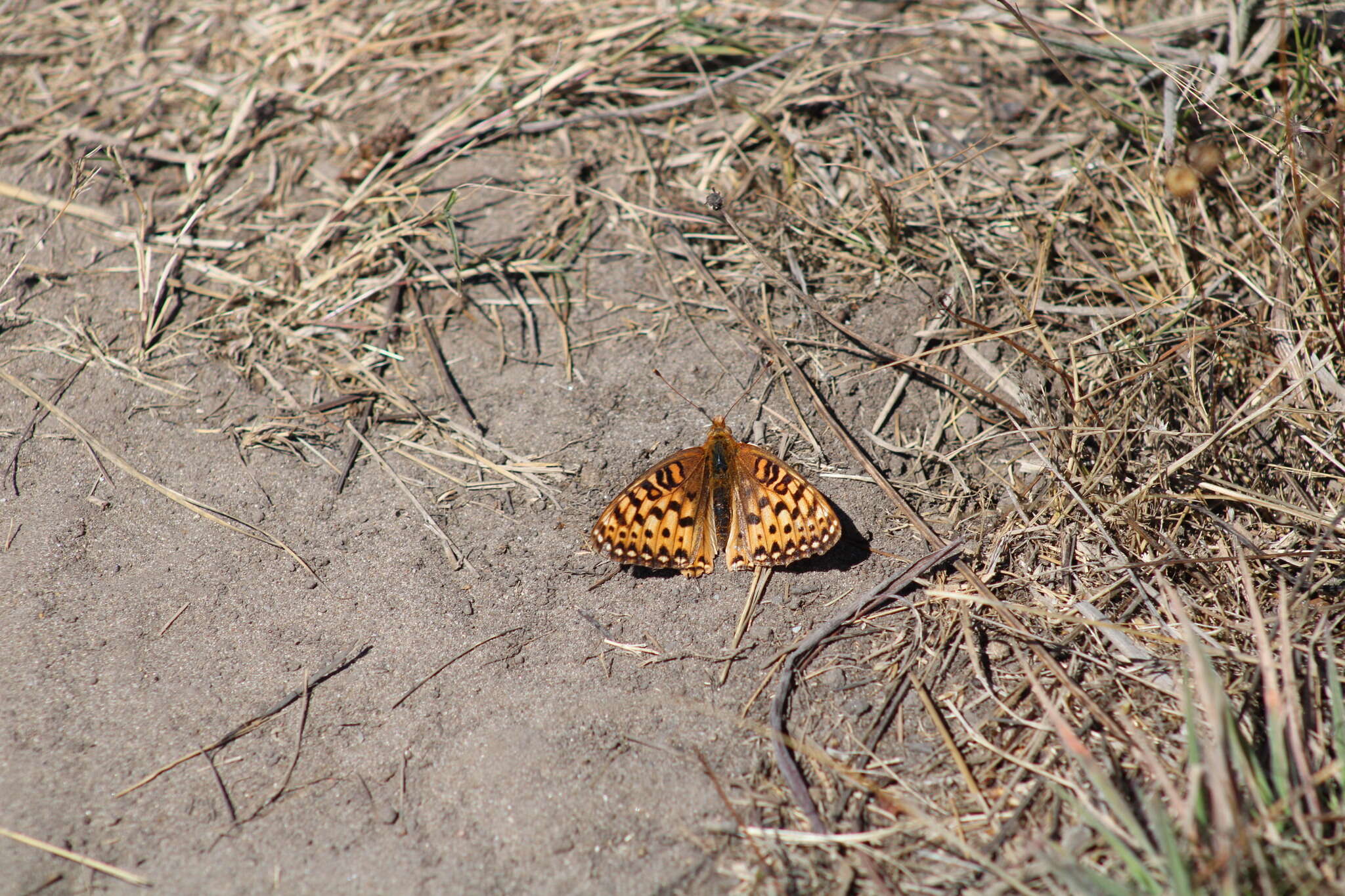 Image de Speyeria zerene behrensii Edwards 1869