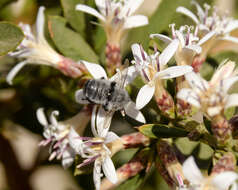 Megachile saulcyi Guérin-Méneville 1845 resmi