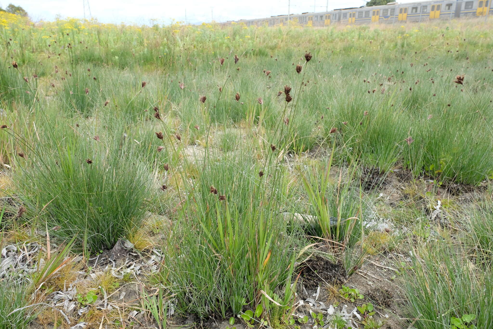 Image of Black Bog-rush