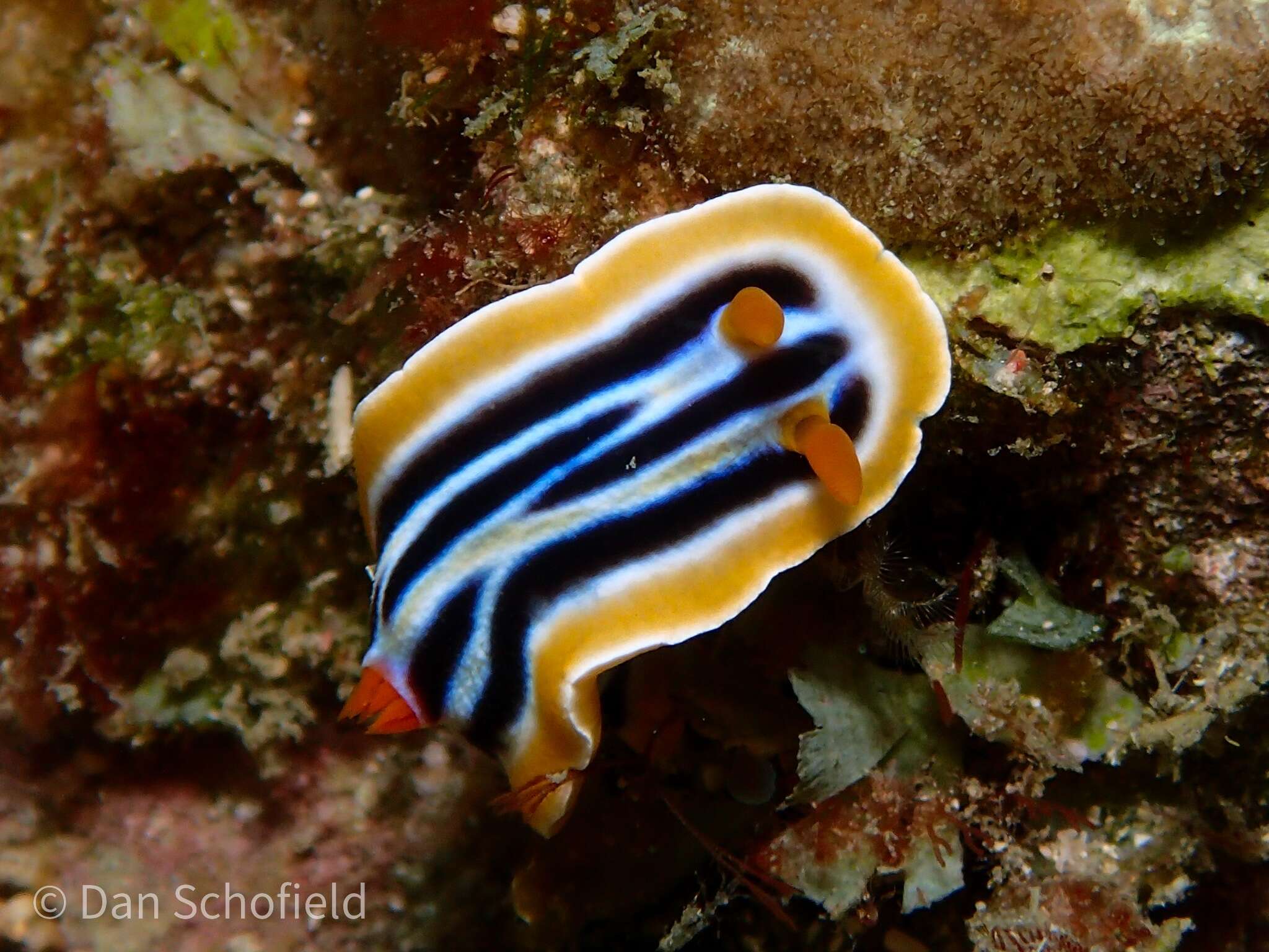 Image of Chromodoris colemani Rudman 1982