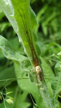 Image de Tetragnatha extensa (Linnaeus 1758)