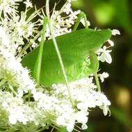 Scudderia pistillata Brunner von Wattenwyl 1878 resmi