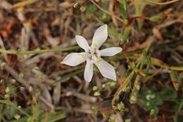 Image of Moraea viscaria (L. fil.) Ker Gawl.