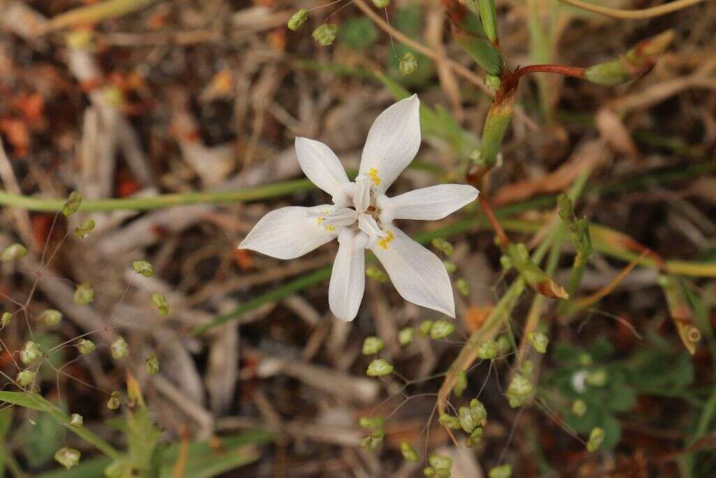 Image of Moraea viscaria (L. fil.) Ker Gawl.