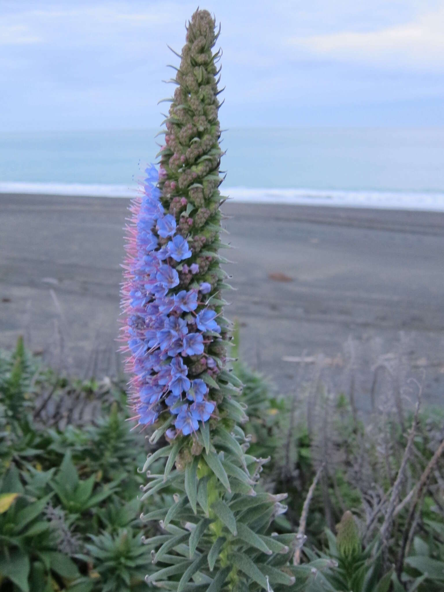 Imagem de Echium candicans L. fil.