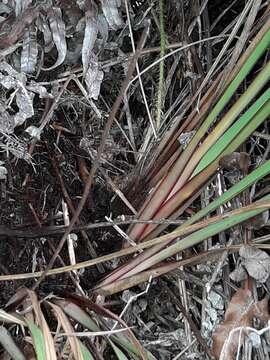 Image of Dianella haematica Heenan & de Lange