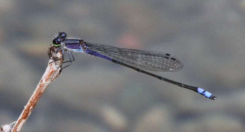 Image of Neotropical Bluet