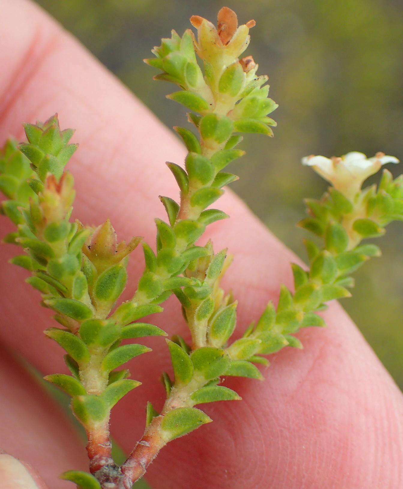 Image of Diosma sabulosa I. Williams