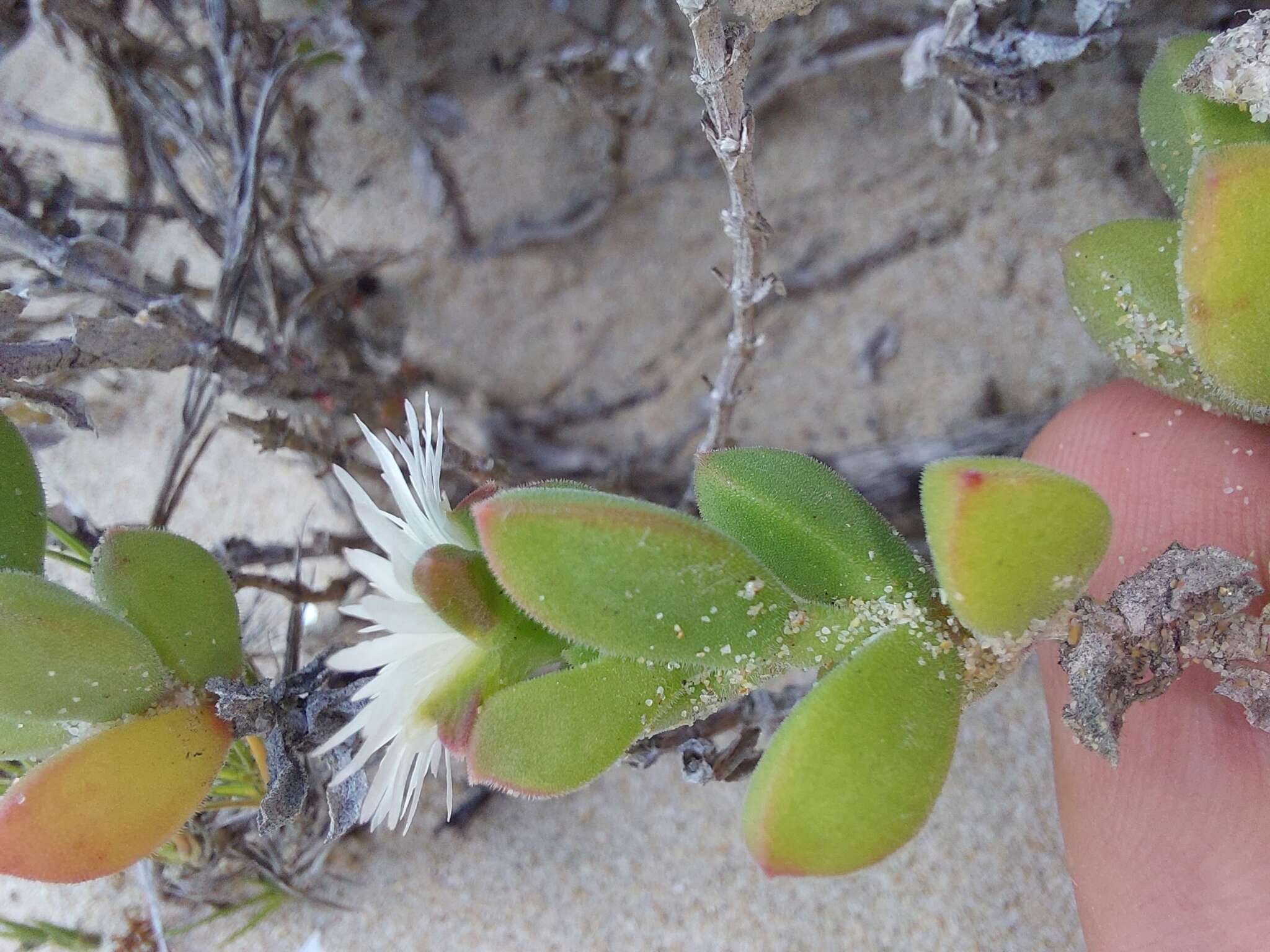 Image of Delosperma patersoniae (L. Bol.) L. Bol.