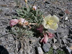 Imagem de Oenothera cespitosa subsp. crinita (Munz) Munz