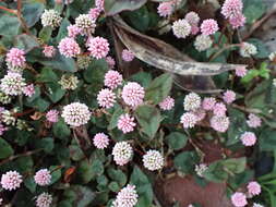 Imagem de Persicaria capitata (Buch.-Ham. ex D. Don) H. Gross