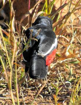 Image of Crimson-breasted Gonolek