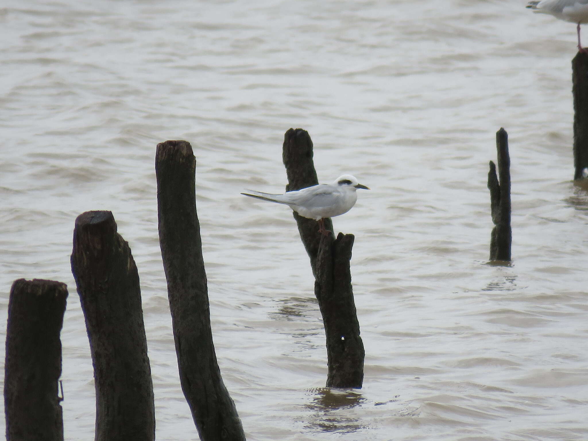 Image of Snowy-crowned Tern