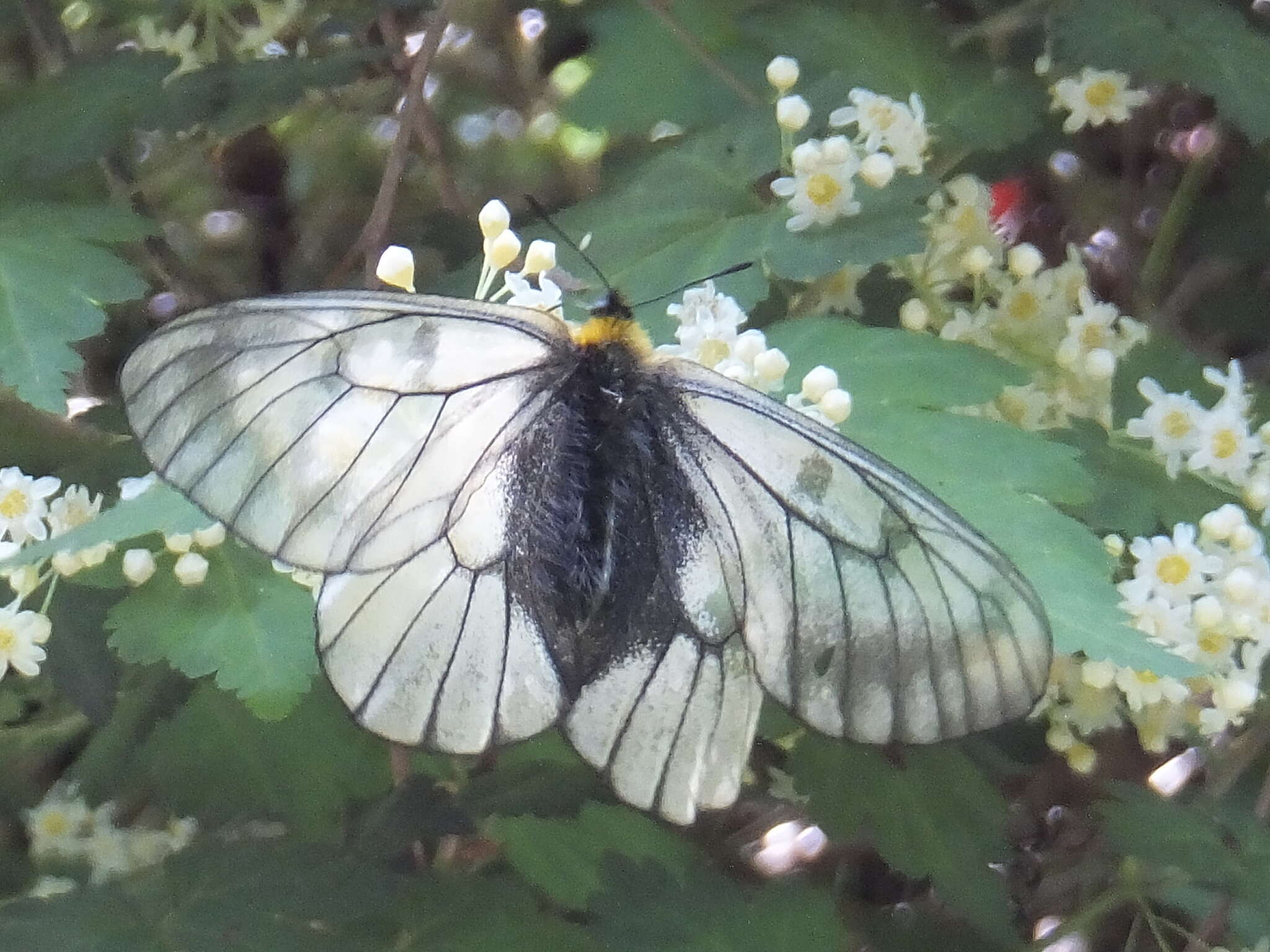 Plancia ëd Parnassius glacialis Butler 1866