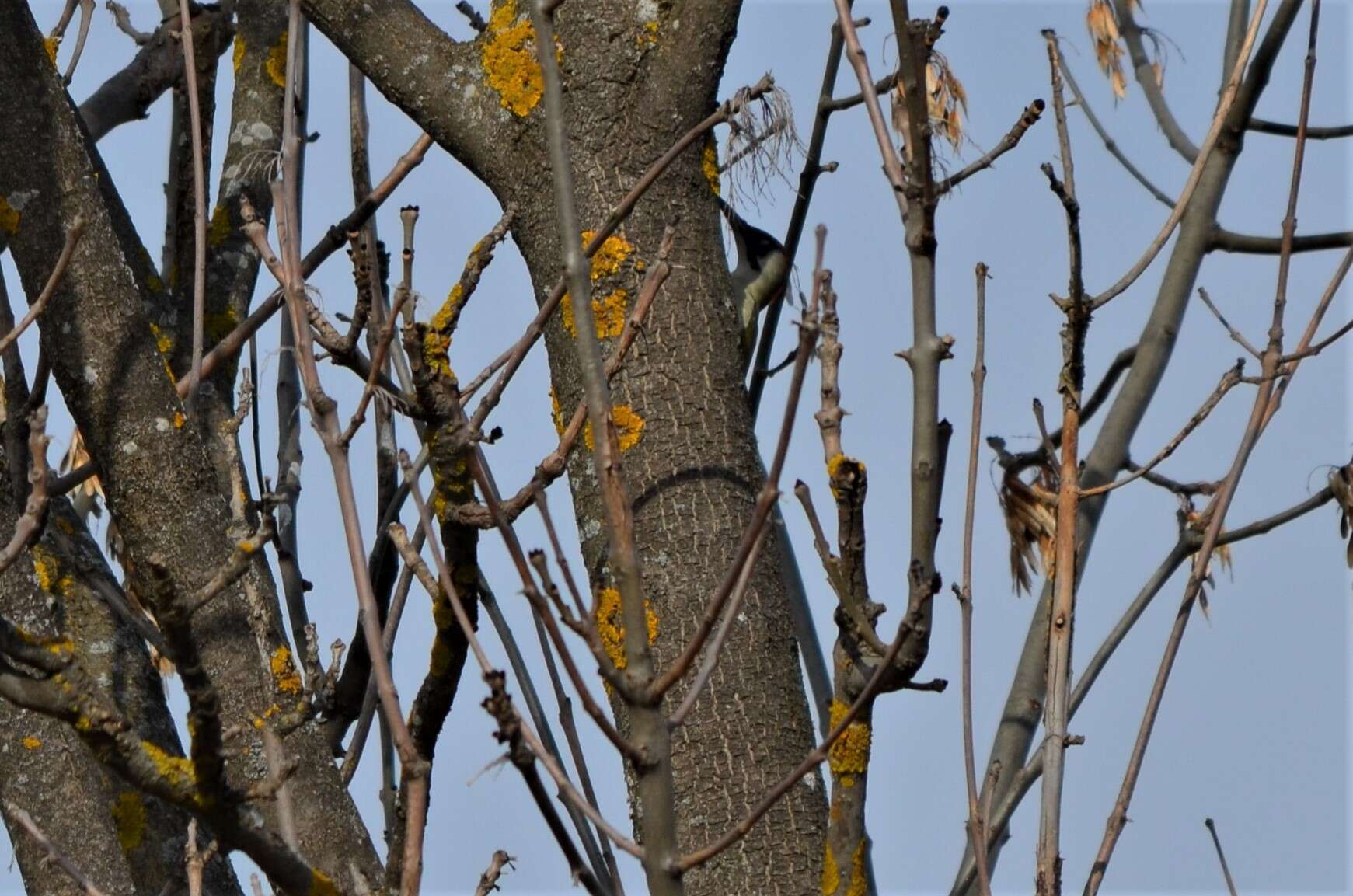 Image of Picus viridis viridis Linnaeus 1758