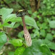 Image of Ceropegia meyeri Decne.