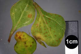 Image of Puccinia tetragoniae McAlpine 1896