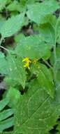 Plancia ëd Solidago albopilosa L. Braun