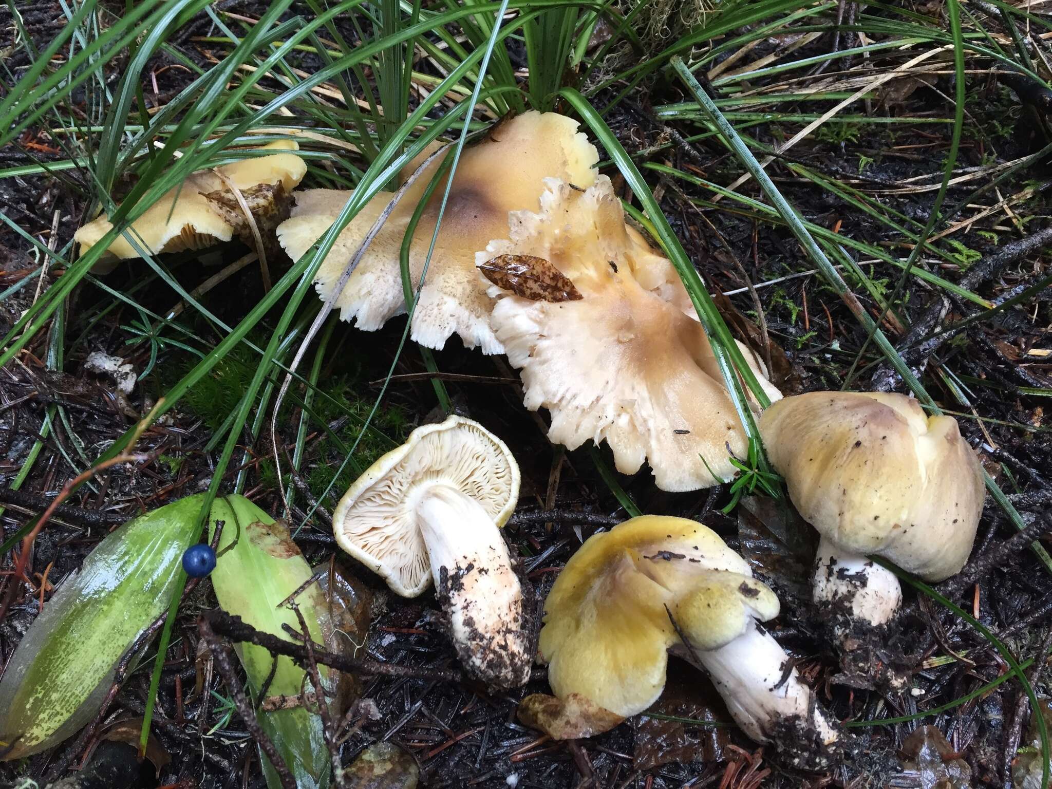 Image of Tricholoma arvernense Bon 1976