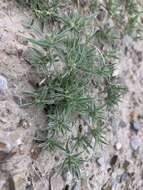 Image of false buffalograss