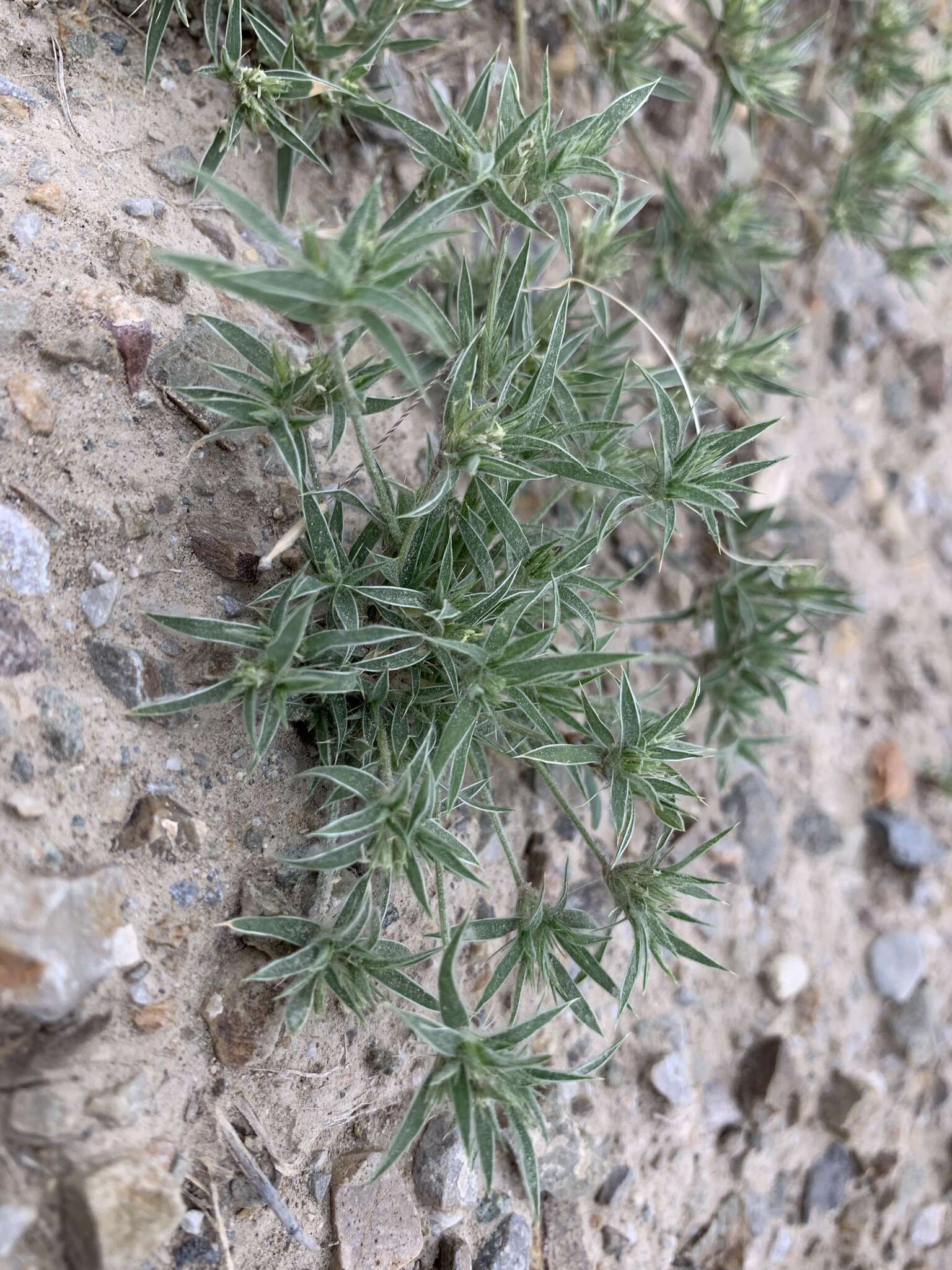 Image of false buffalograss