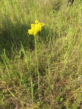 Imagem de Polygala cymosa Walt.