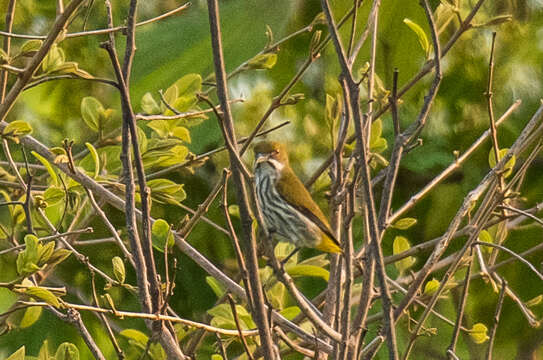 Image of Yellow-vented Flowerpecker