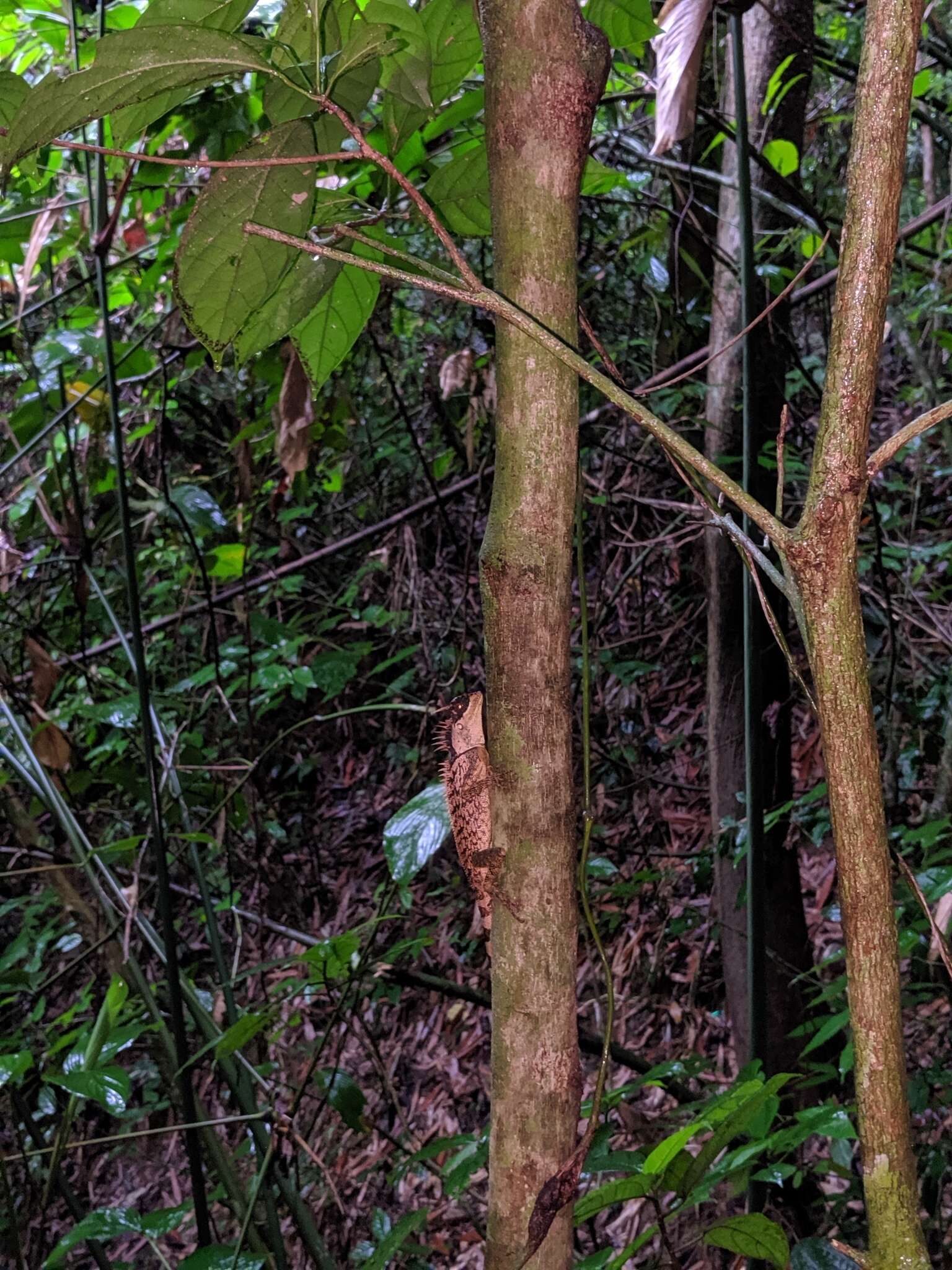 Sivun Acanthosaura phuketensis Pauwels, Sumontha, Kunya, Nitikul, Samphanthamit, Wood & Grismer 2015 kuva