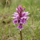 Image of <i>Dactylorhiza kerneriorum</i>