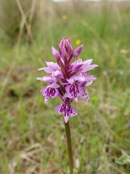 <i>Dactylorhiza kerneriorum</i>的圖片