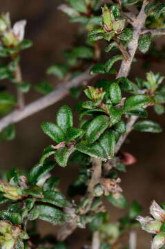 Image of Pultenaea gunnii subsp. tuberculata