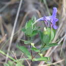 Ruellia nitens (Nees) D. C. Wassh. resmi