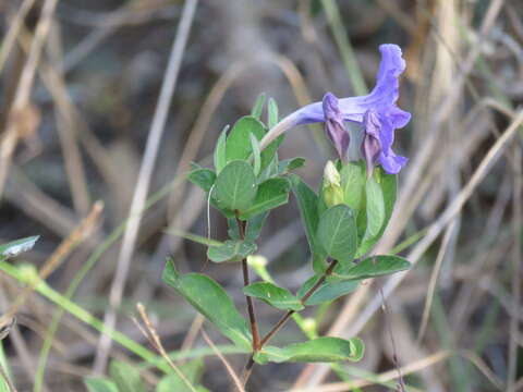 Imagem de Ruellia nitens (Nees) D. C. Wassh.