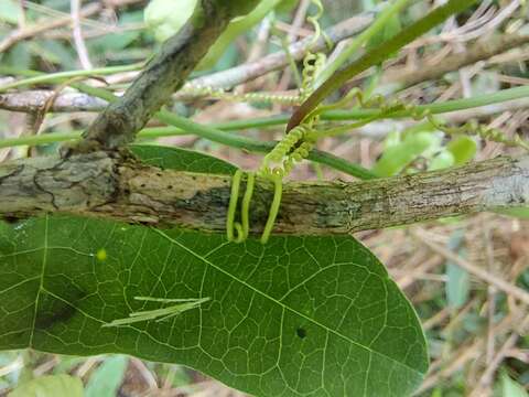 Image of Passiflora misera Kunth