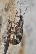 Polydrusus (Polydrusus) tereticollis (De Geer 1775) resmi